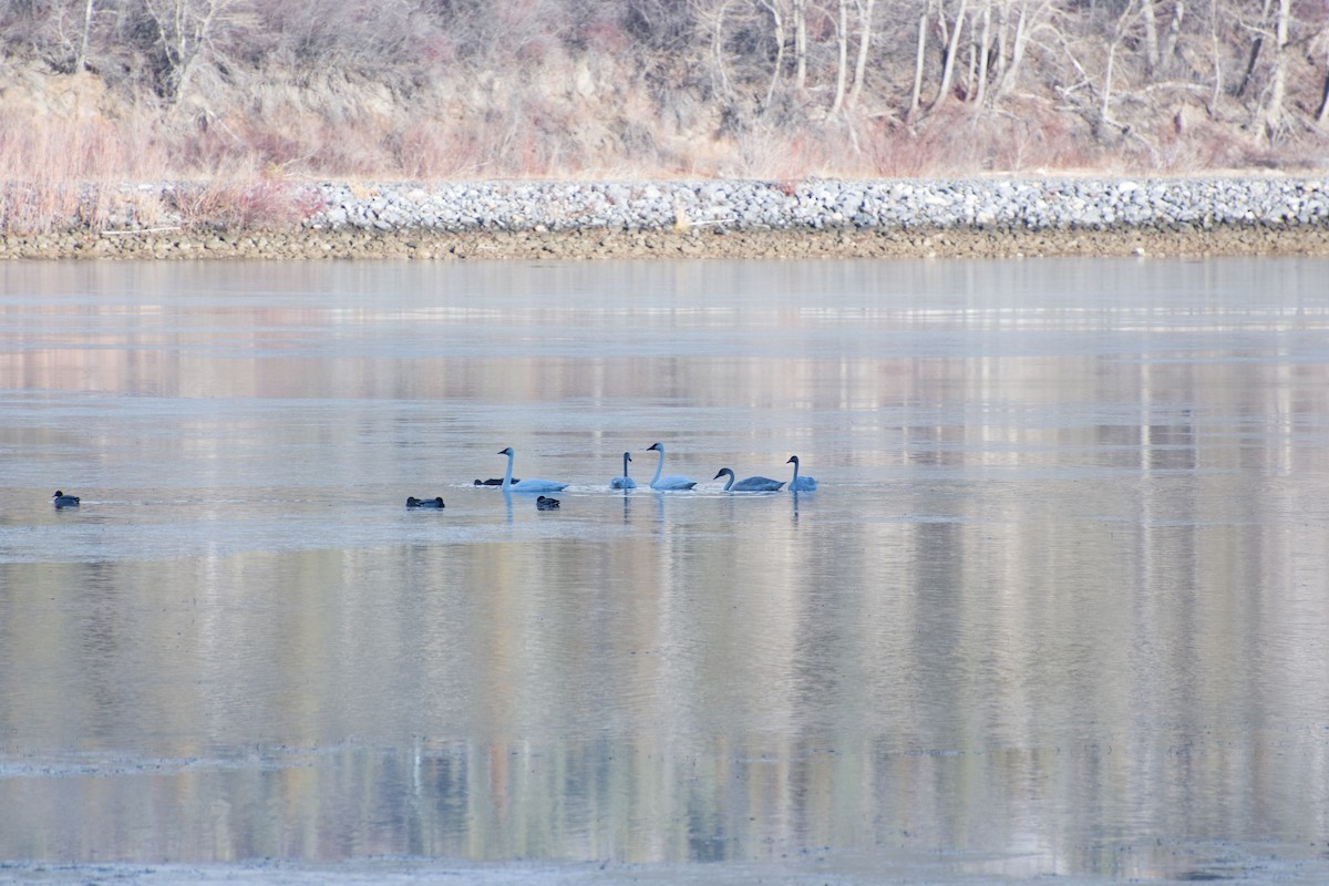 Trumpeter Swan - ML645818708