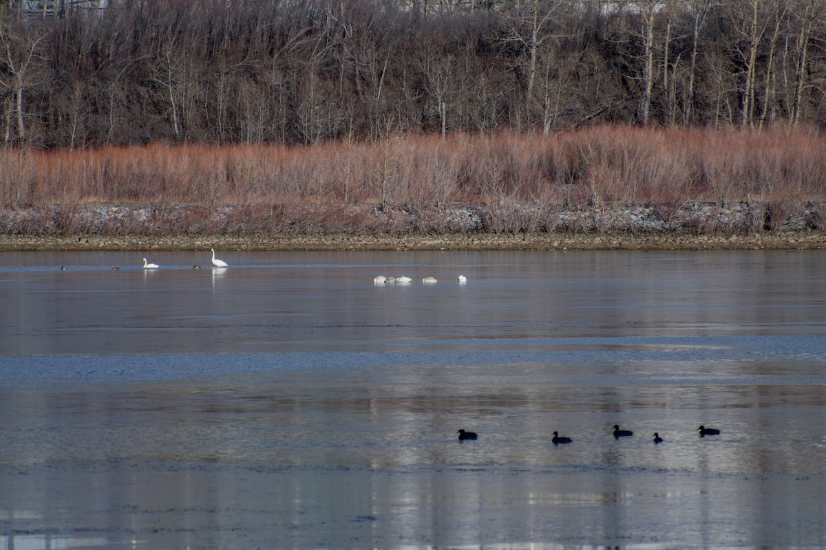Trumpeter Swan - ML645818710