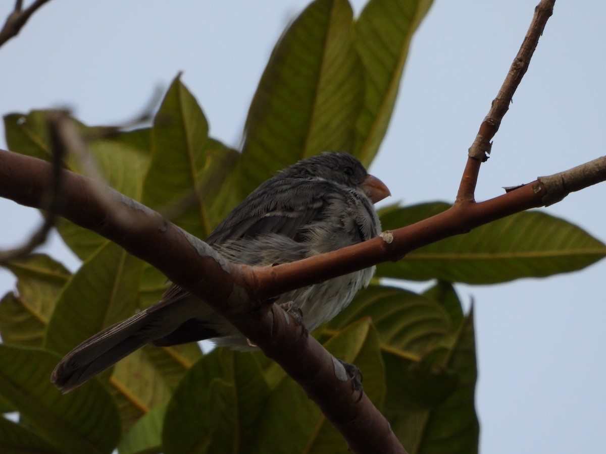 Gray Seedeater - ML645818713