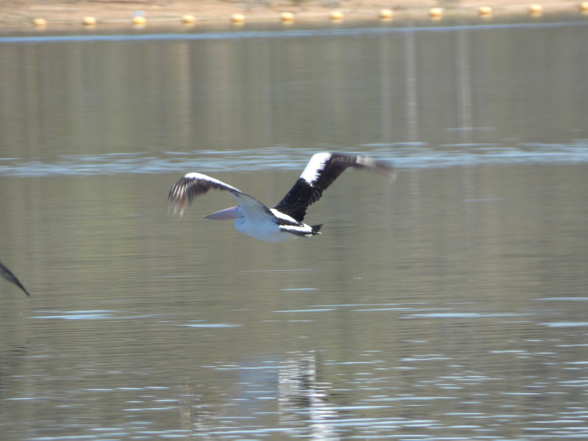 Australian Pelican - ML645818714