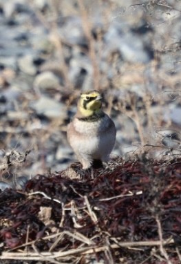 Horned Lark - ML645818715