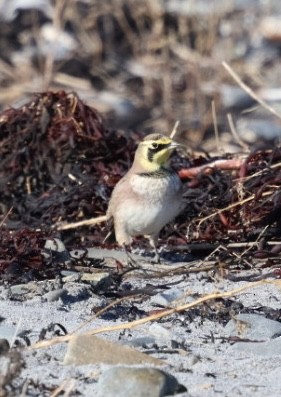 Horned Lark - ML645818716