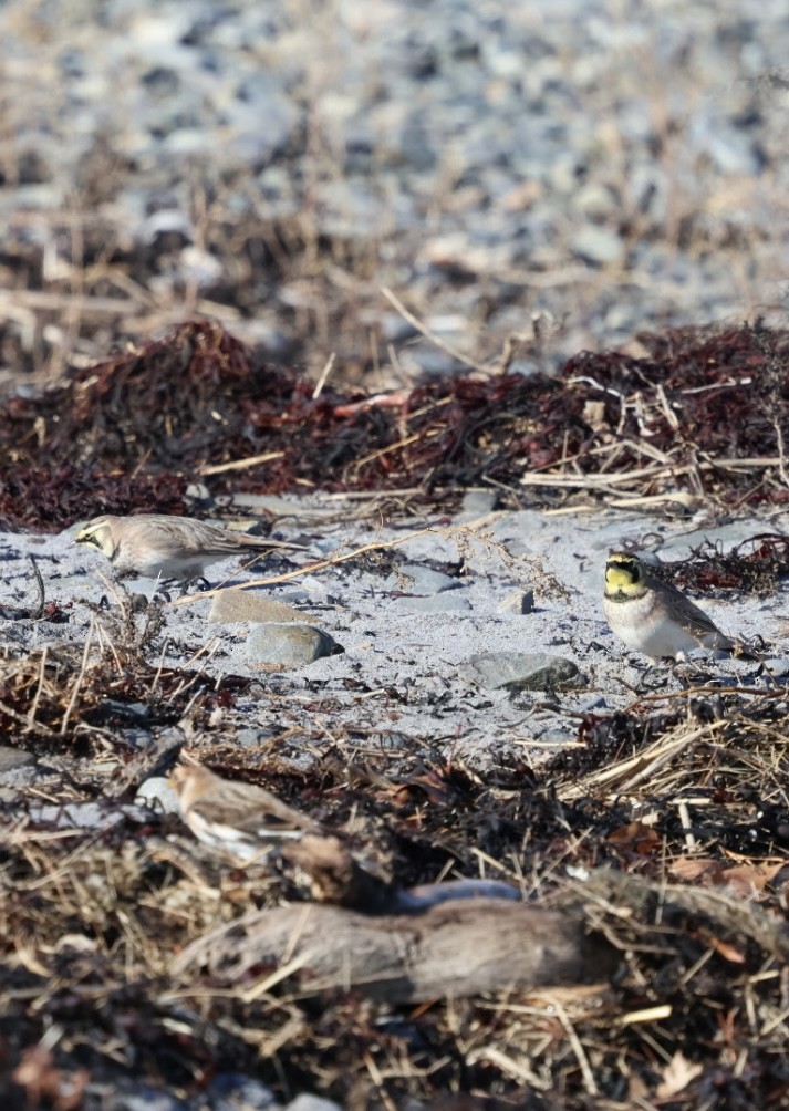 Horned Lark - ML645818717
