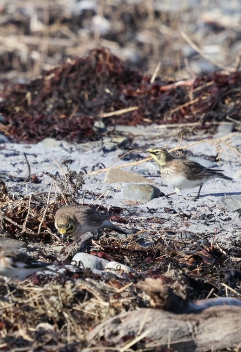 Horned Lark - ML645818718