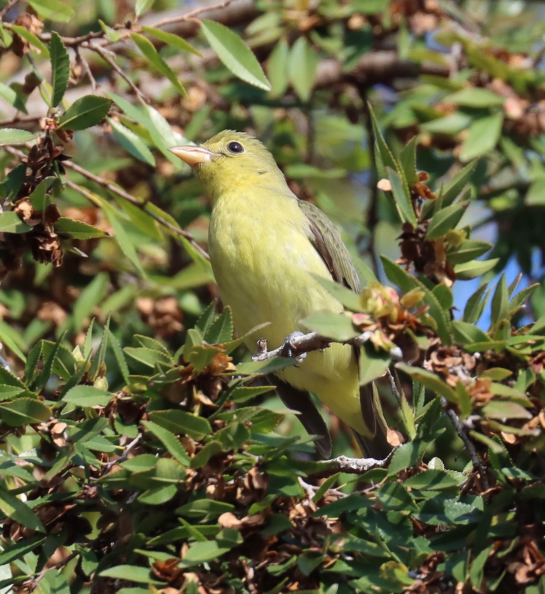Scarlet Tanager - ML645818719