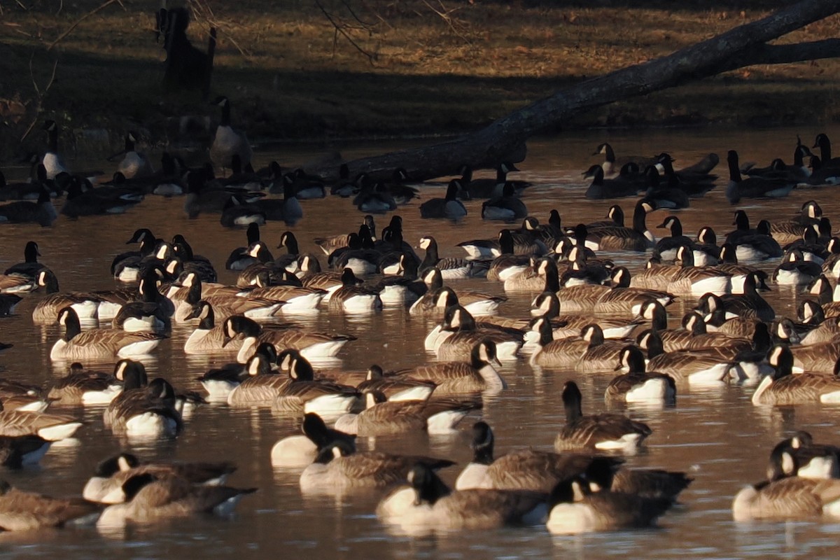 Barnacle Goose - ML645818720