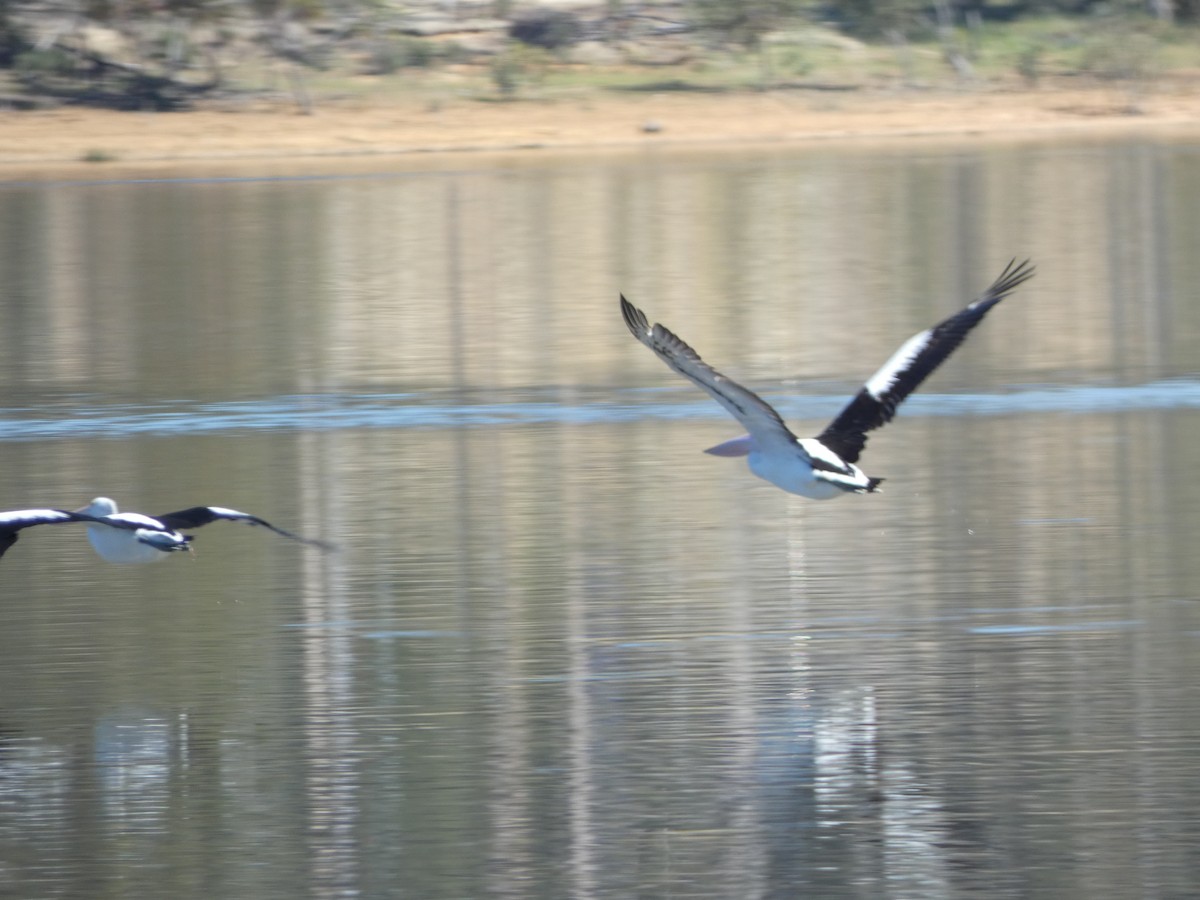 Australian Pelican - ML645818721