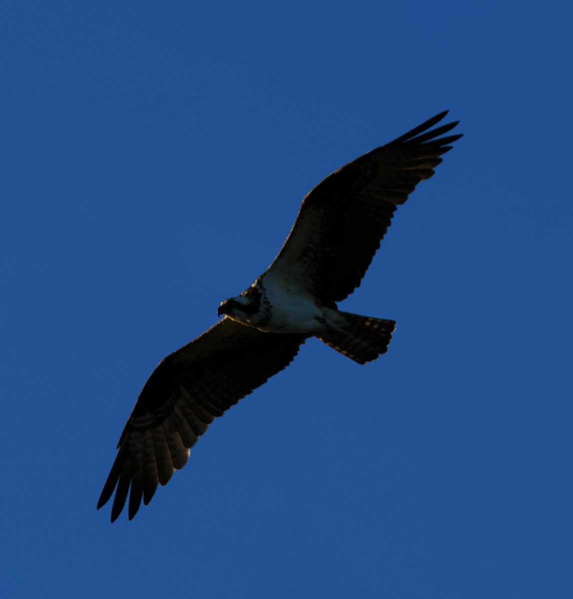 Osprey - ML645818723