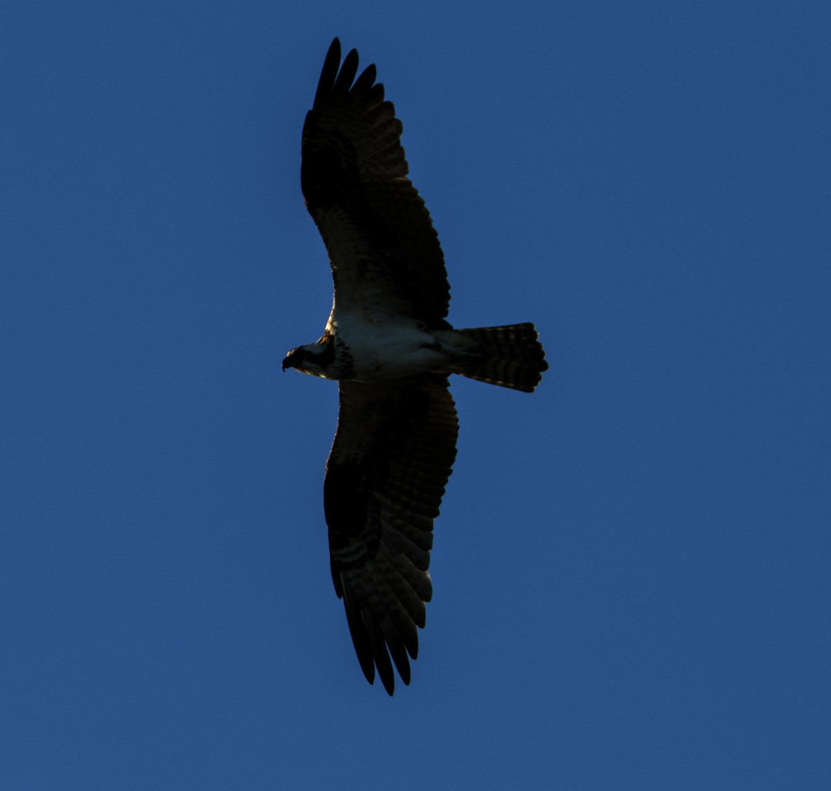 Osprey - ML645818724