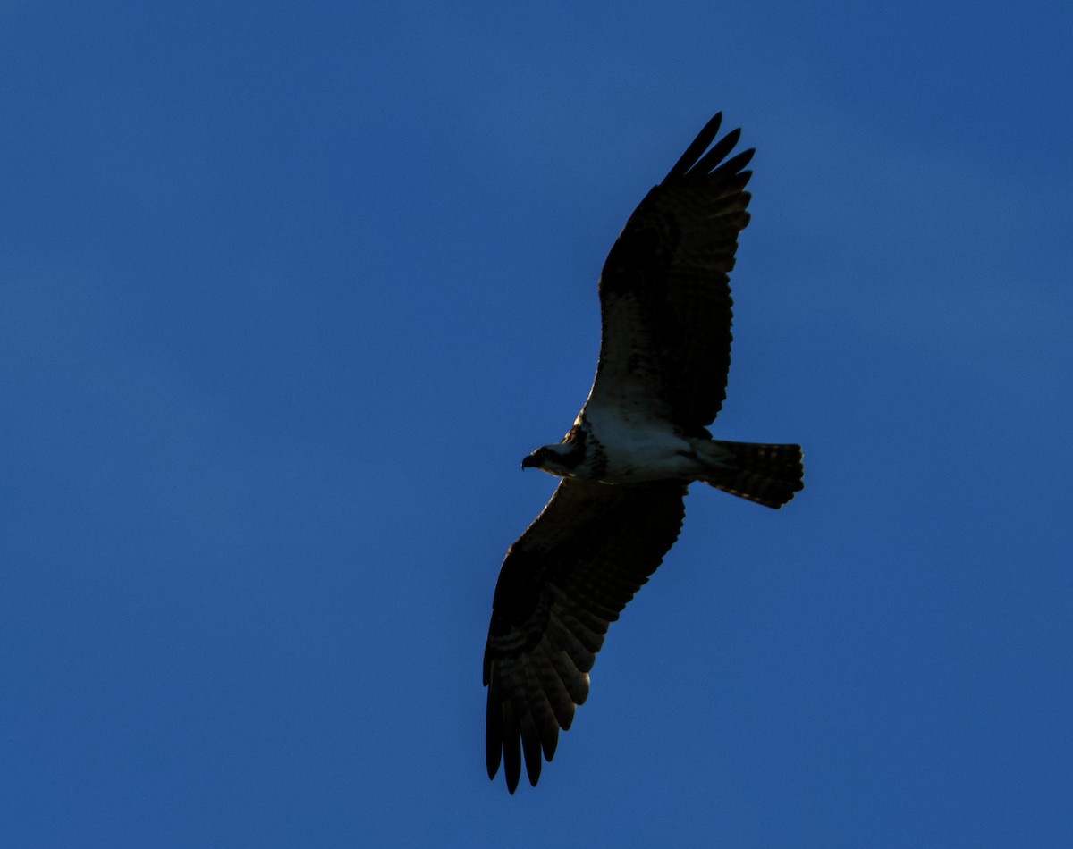 Osprey - ML645818725