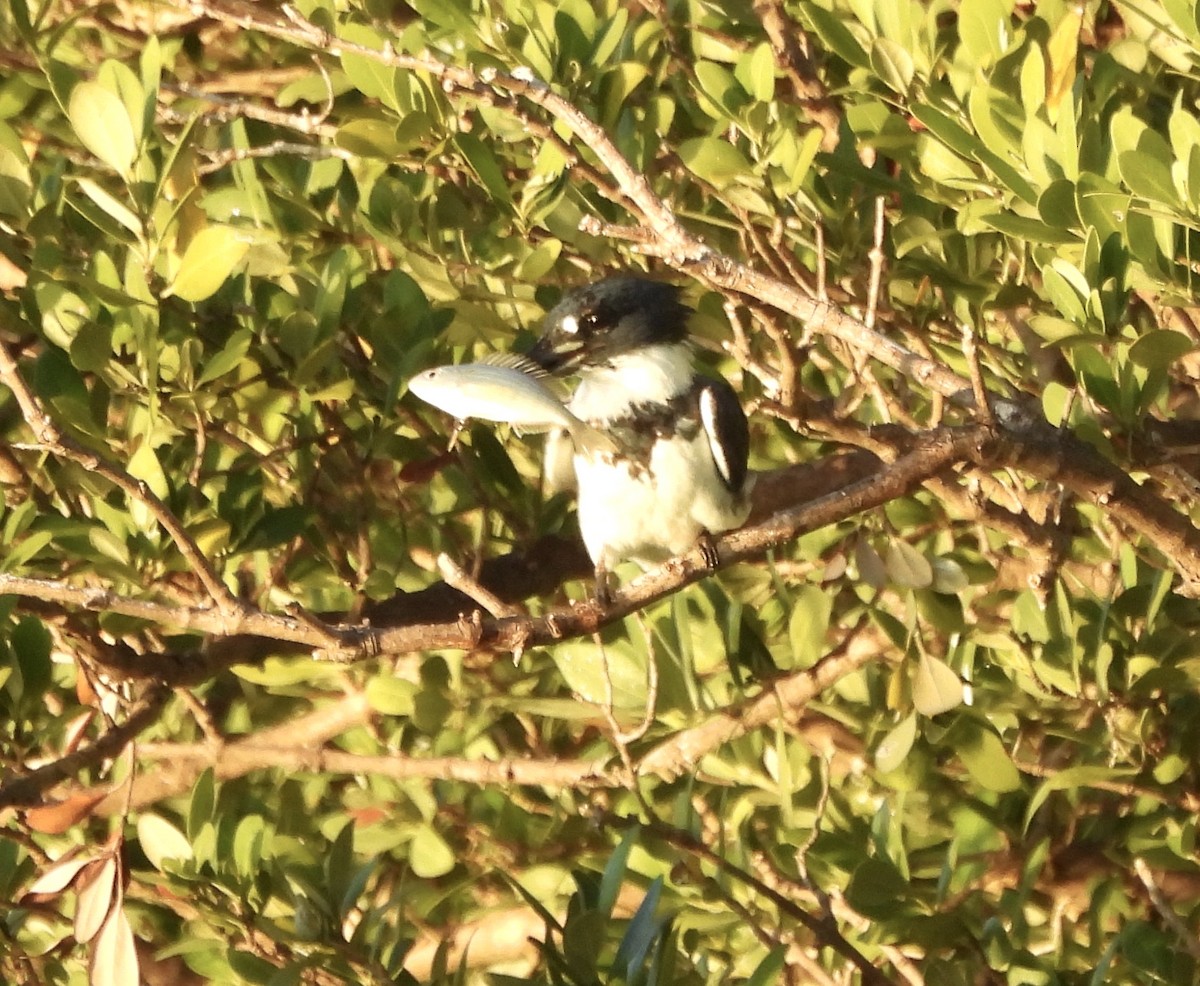 Green Kingfisher - ML645818727