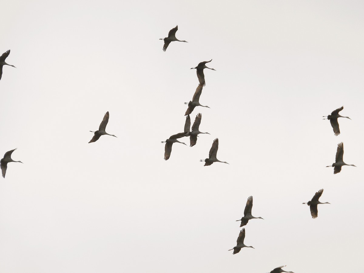 Sandhill Crane - ML645818728