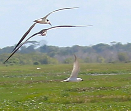 Gull-billed Tern - ML645818729