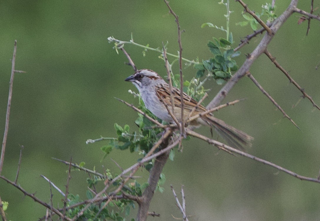 yungasspurv - ML645818730