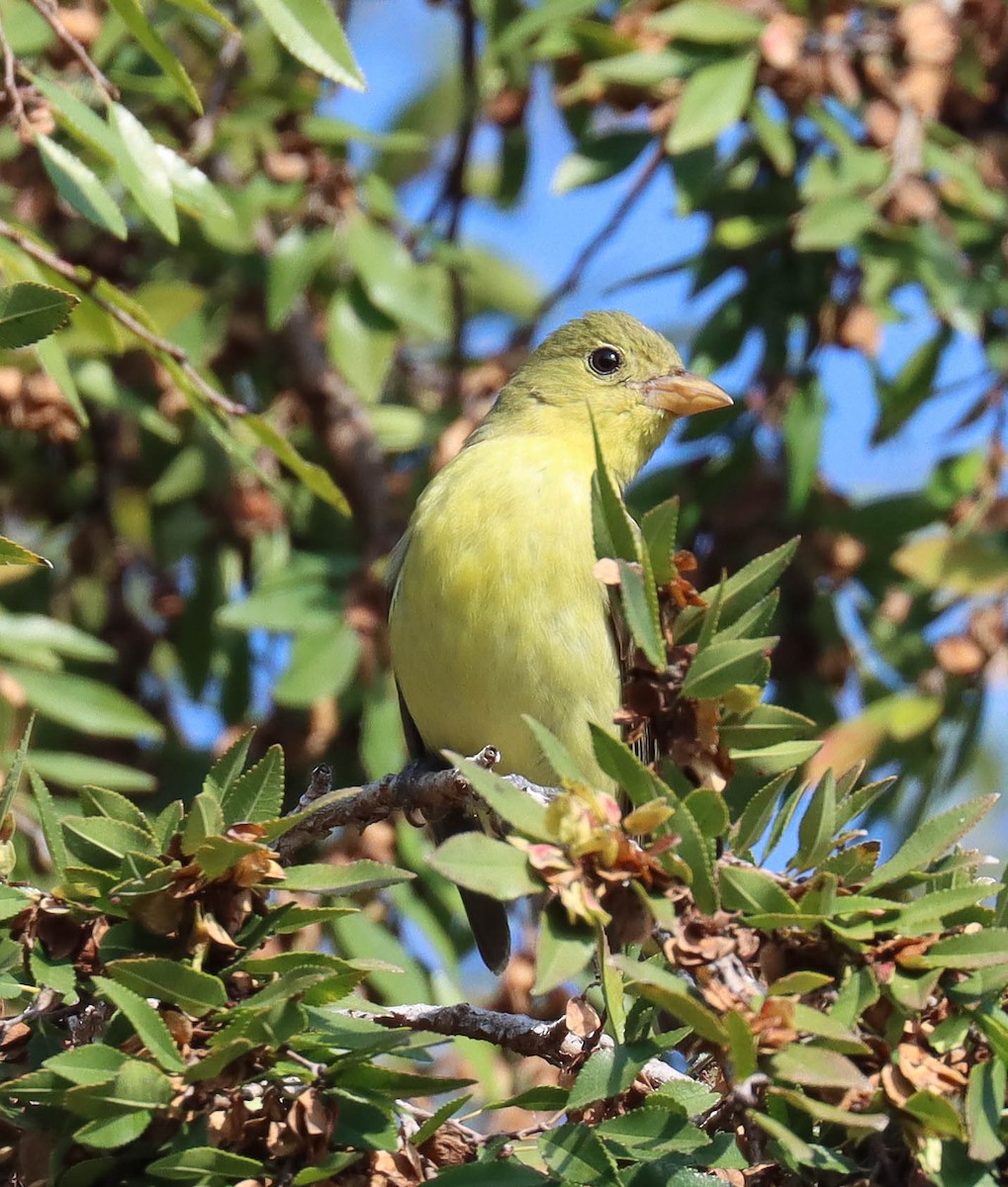 Scarlet Tanager - ML645818732