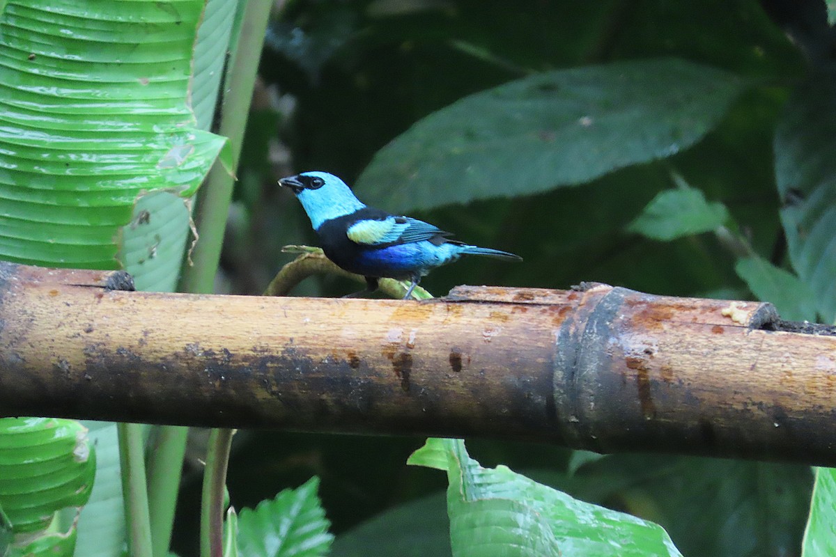 Blue-necked Tanager - ML645818733