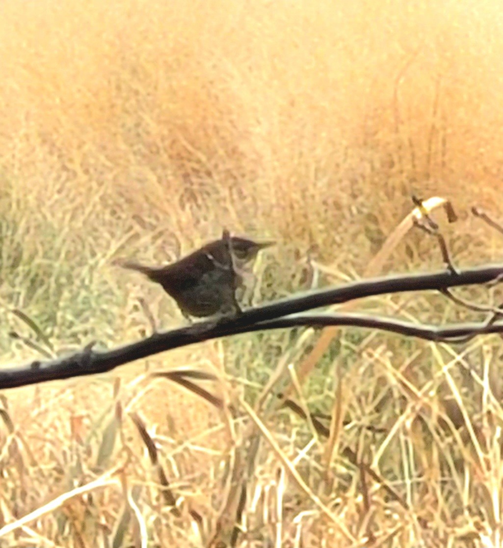 Northern House Wren (Northern) - ML645818734