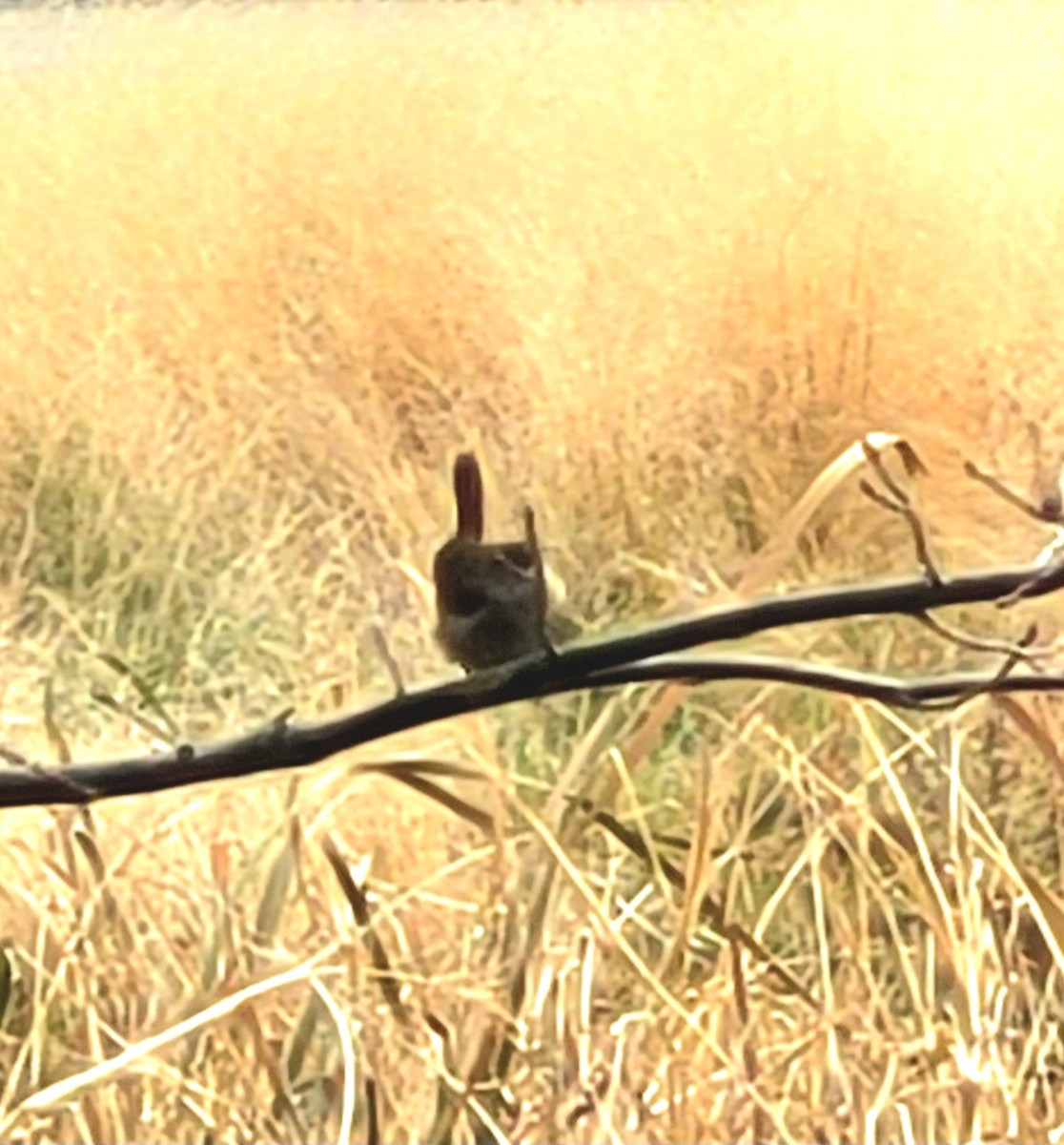 Northern House Wren (Northern) - ML645818735