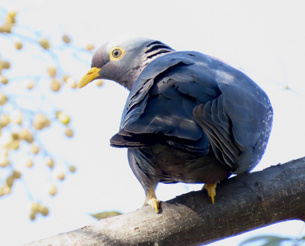 Rameron Pigeon - ML645818736