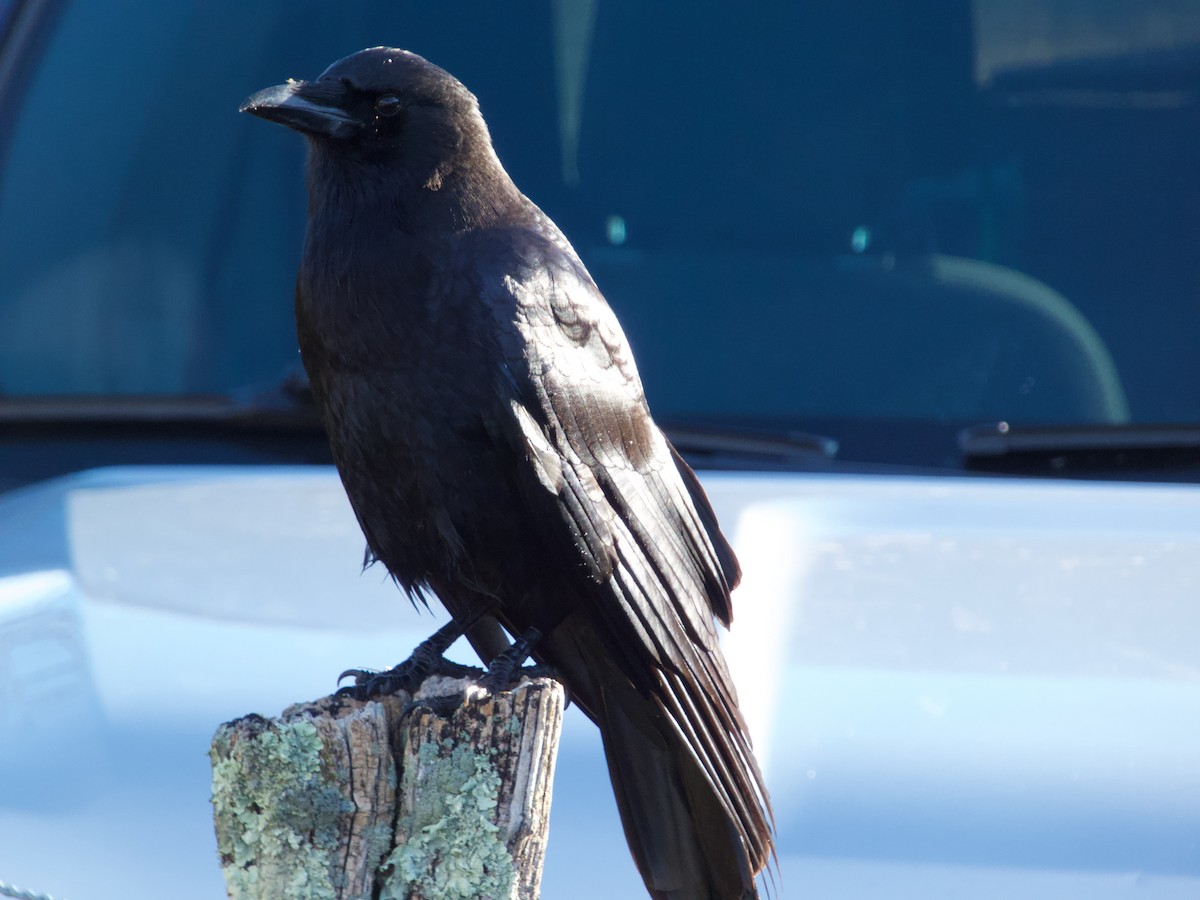 American Crow - ML645818737