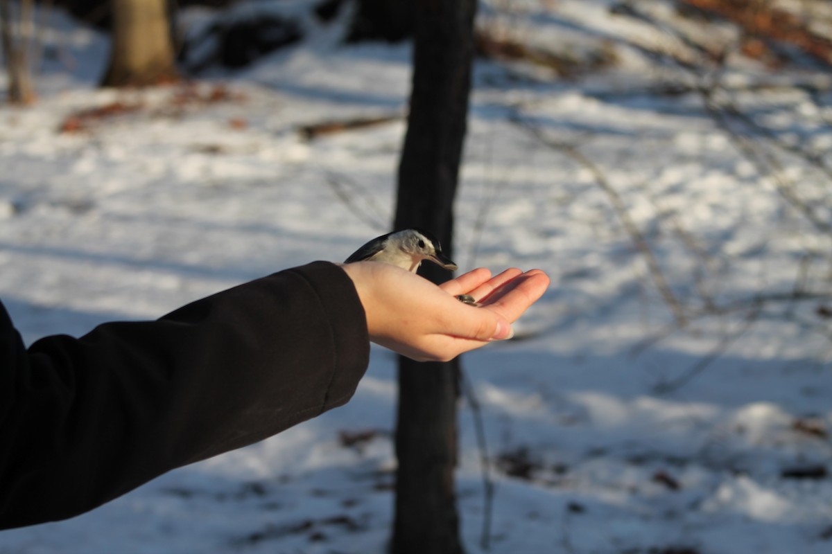Sittelle à poitrine blanche (carolinensis) - ML645818739