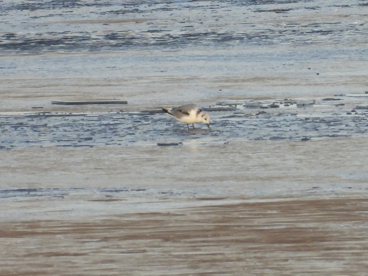 krykkje - ML645818752