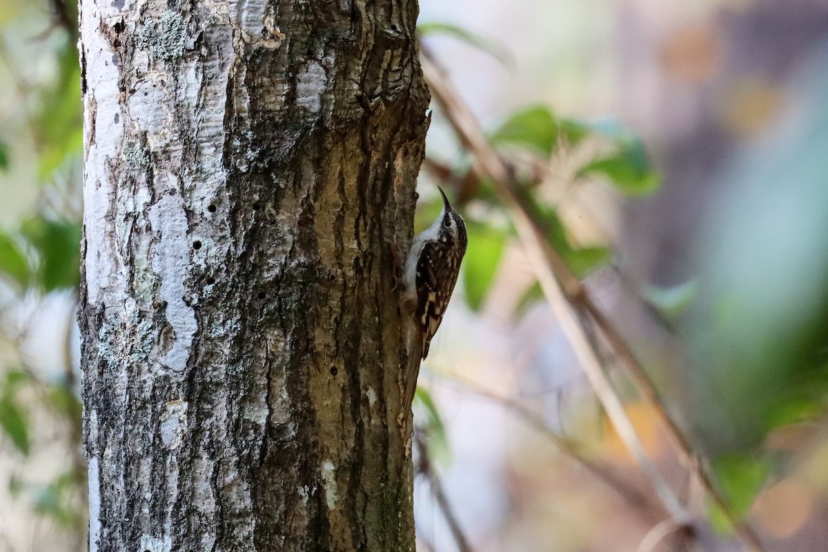 Brown Creeper - ML645818754