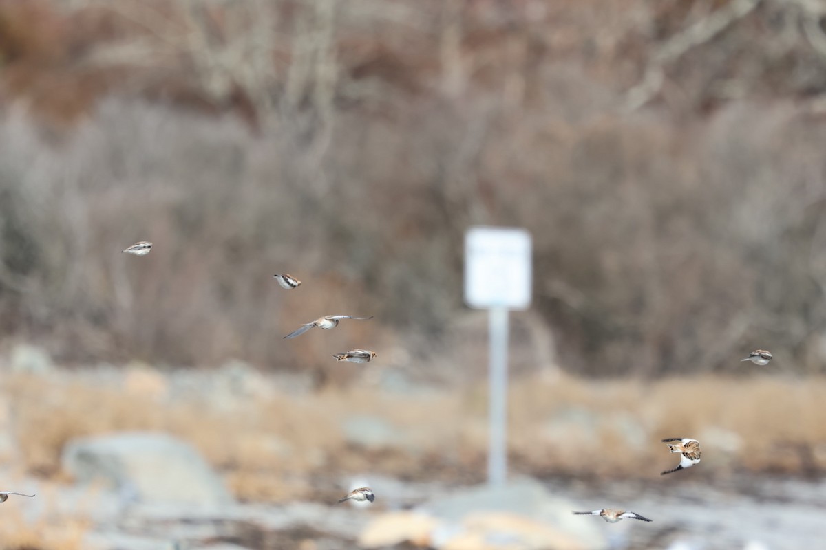 snøspurv - ML645818763