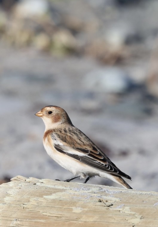 snøspurv - ML645818765