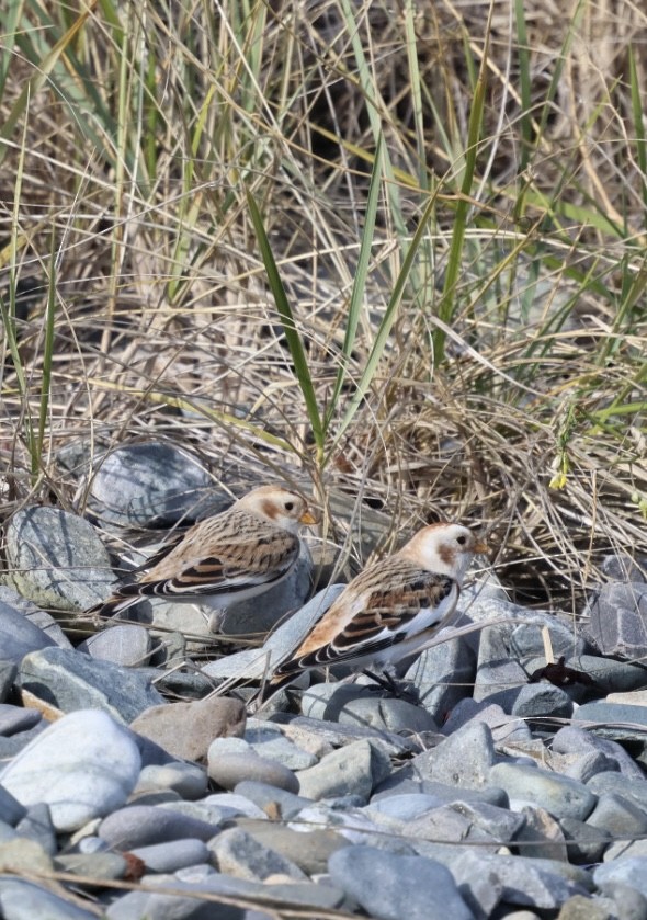 snøspurv - ML645818766