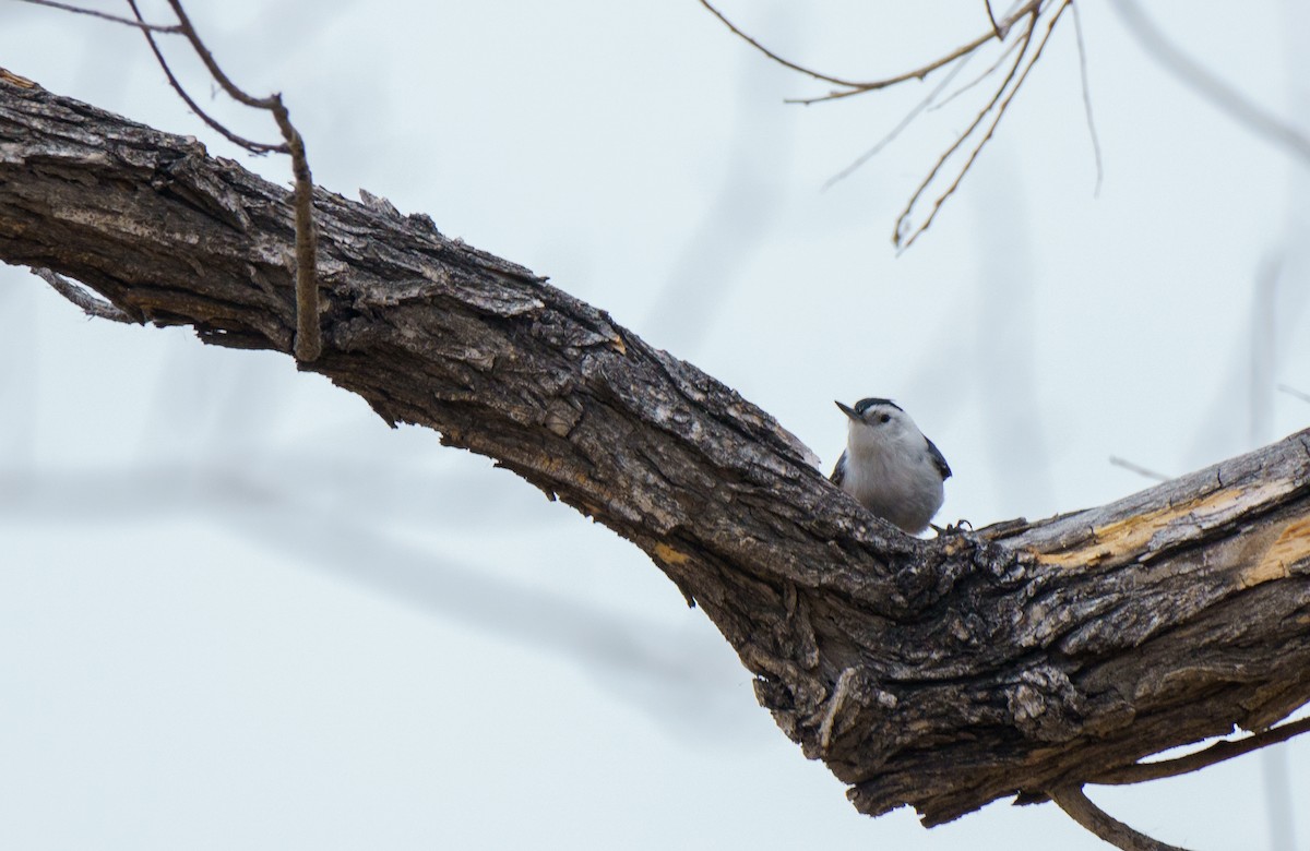 Sittelle à poitrine blanche - ML645818768