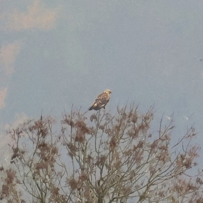 káně rousná - ML645818769