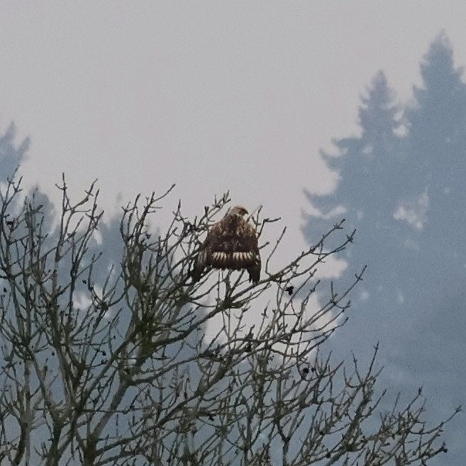 káně rousná - ML645818770