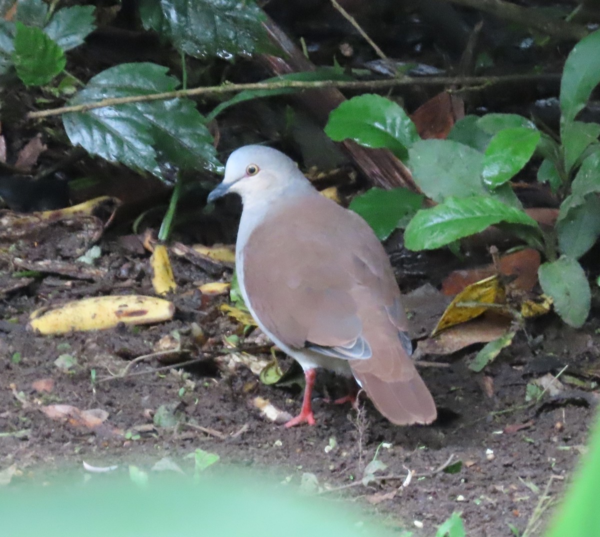 Pallid Dove - ML645818771