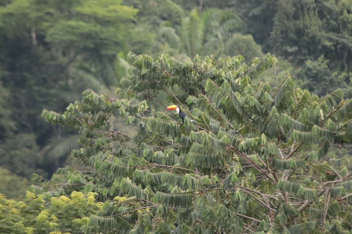 Toco Toucan - ML645818774