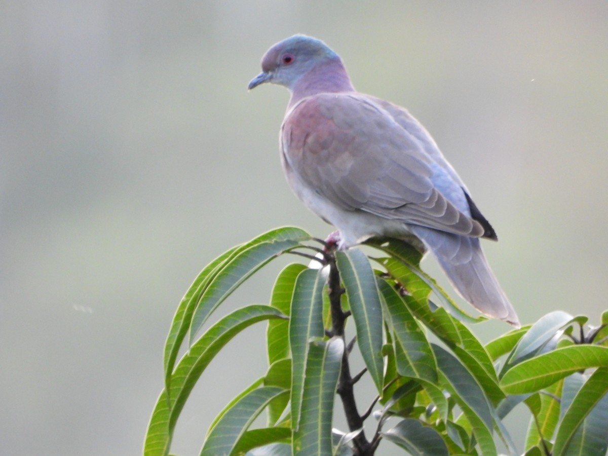 Pale-vented Pigeon - ML645818775