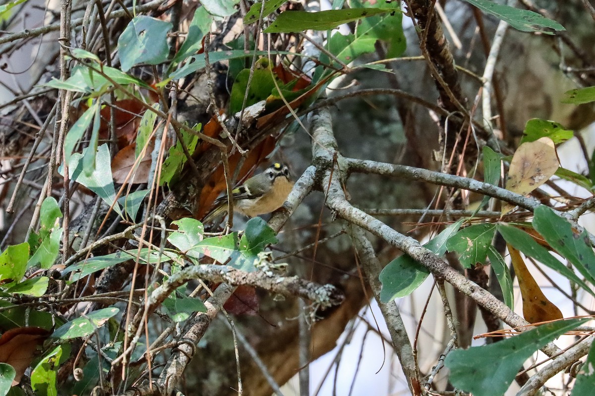 Golden-crowned Kinglet - ML645818777