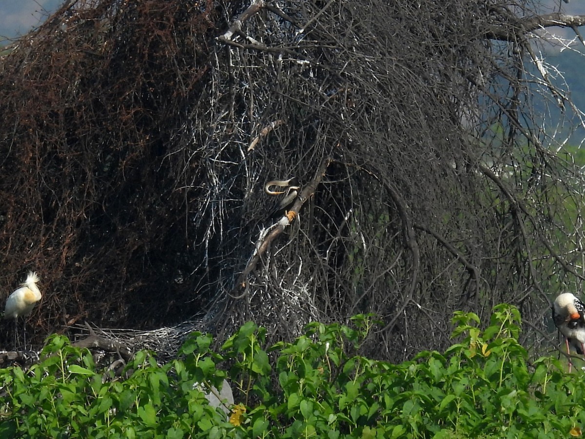 orientslangehals - ML645818784