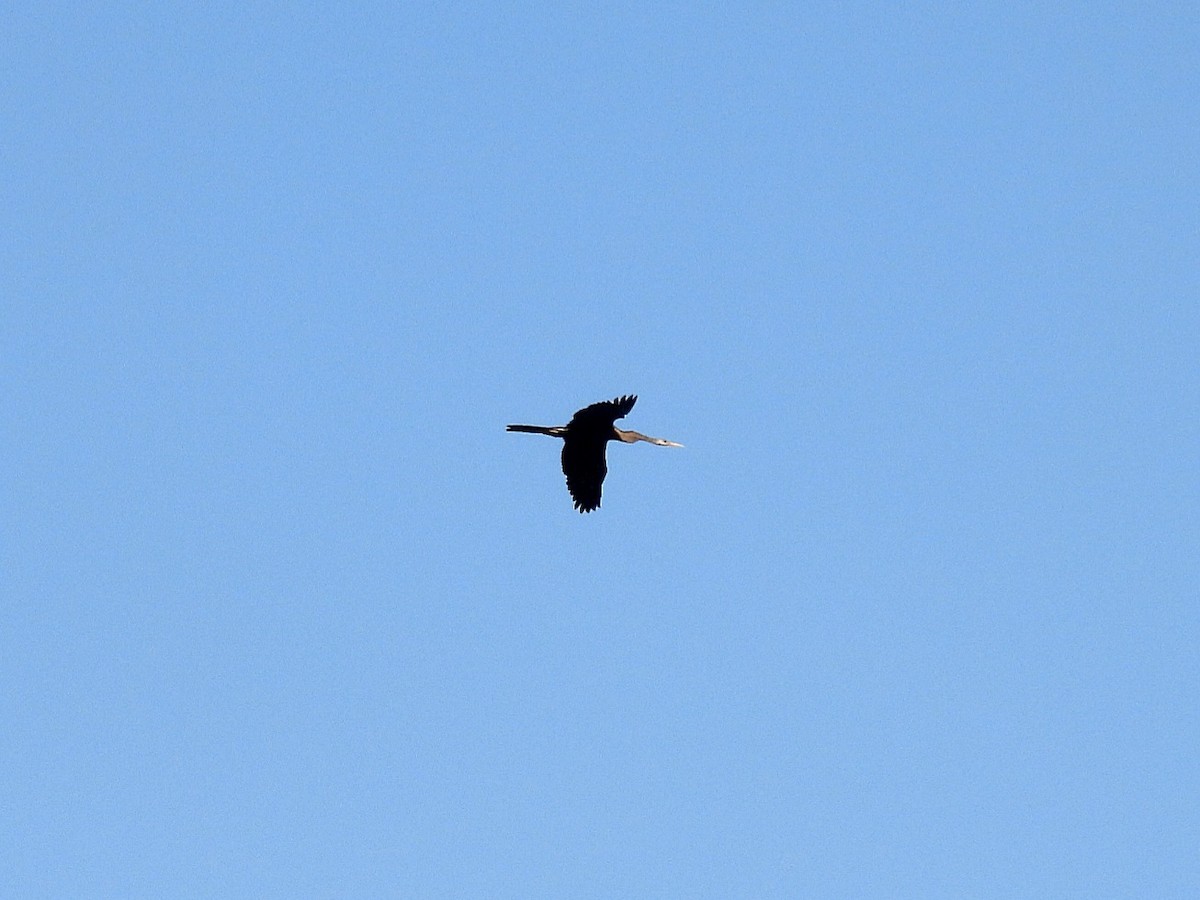 orientslangehals - ML645818785