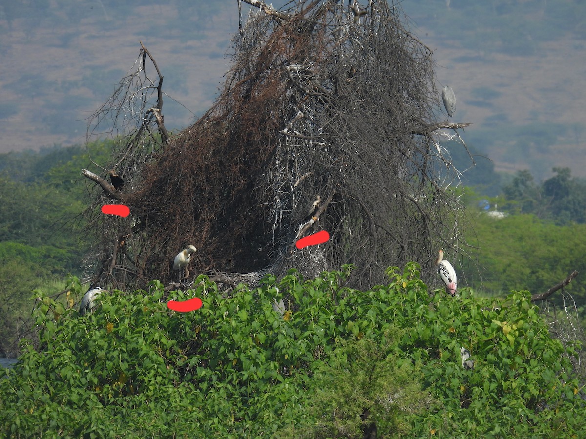 orientslangehals - ML645818788