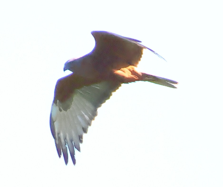 Swamp Harrier - ML645818793