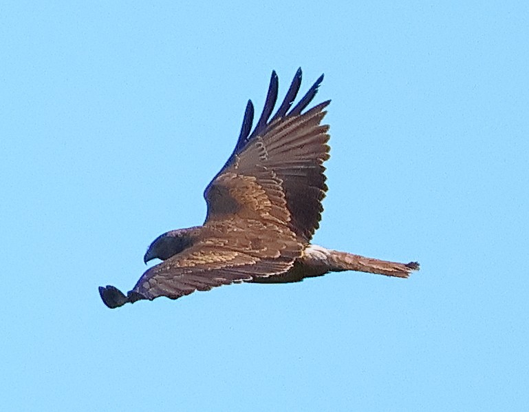Swamp Harrier - ML645818794