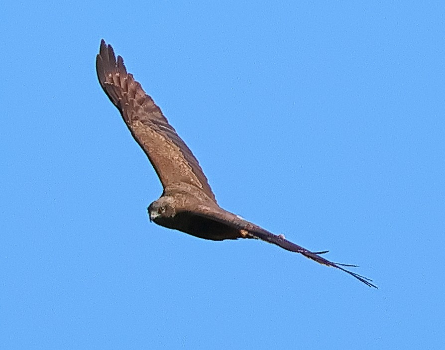 Swamp Harrier - ML645818795