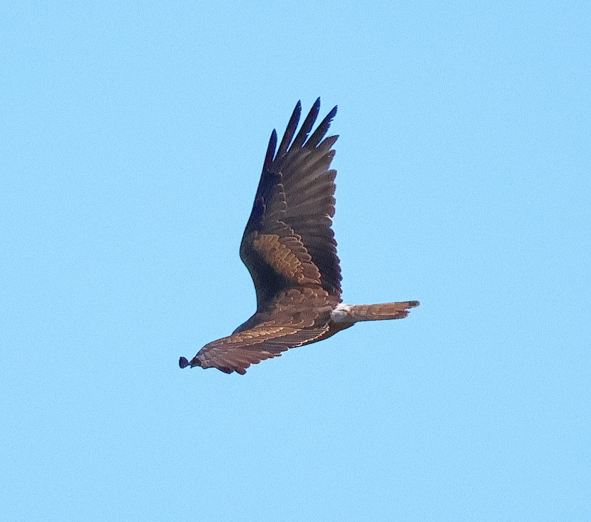 Swamp Harrier - ML645818796
