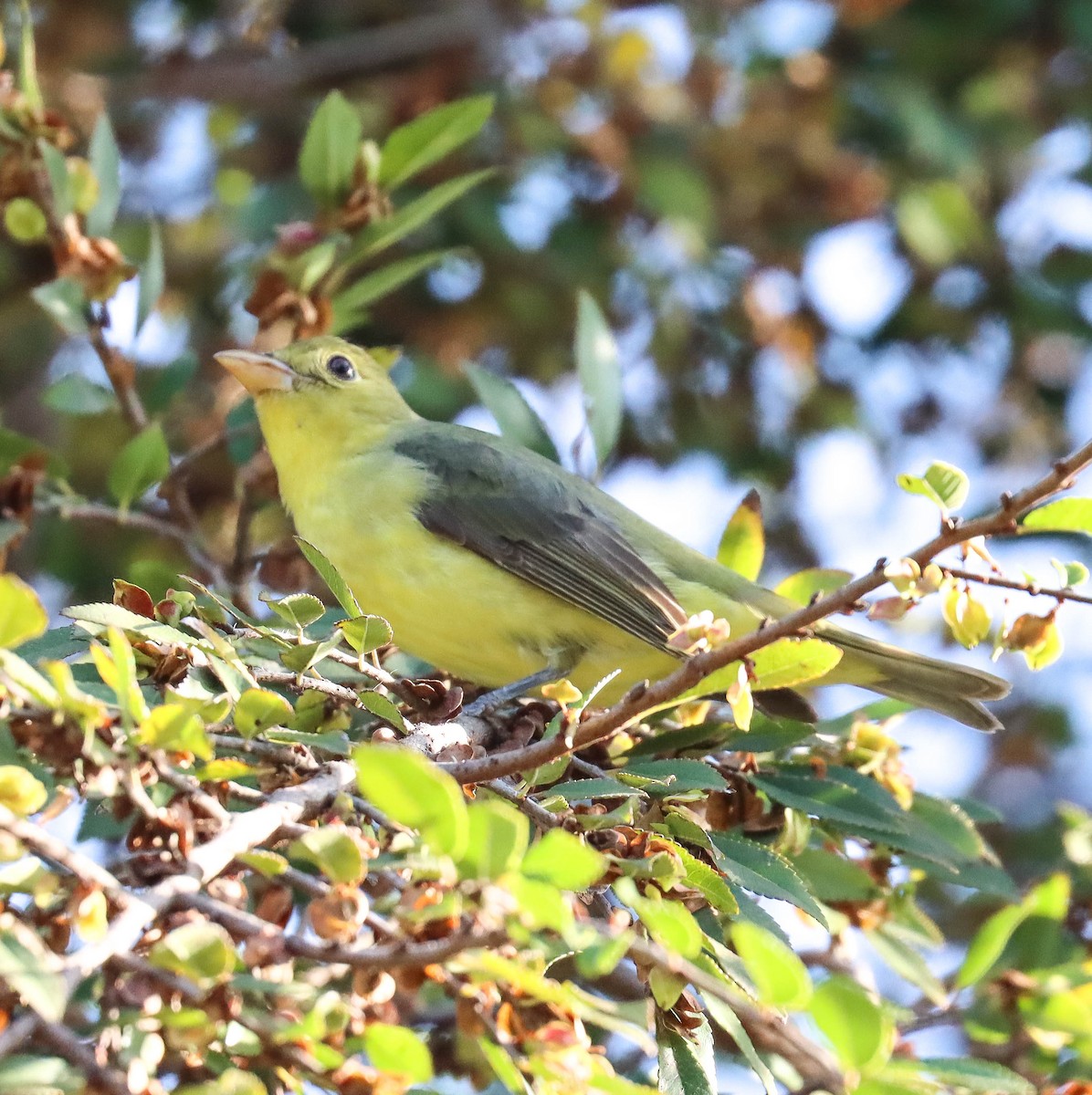Scarlet Tanager - ML645818797