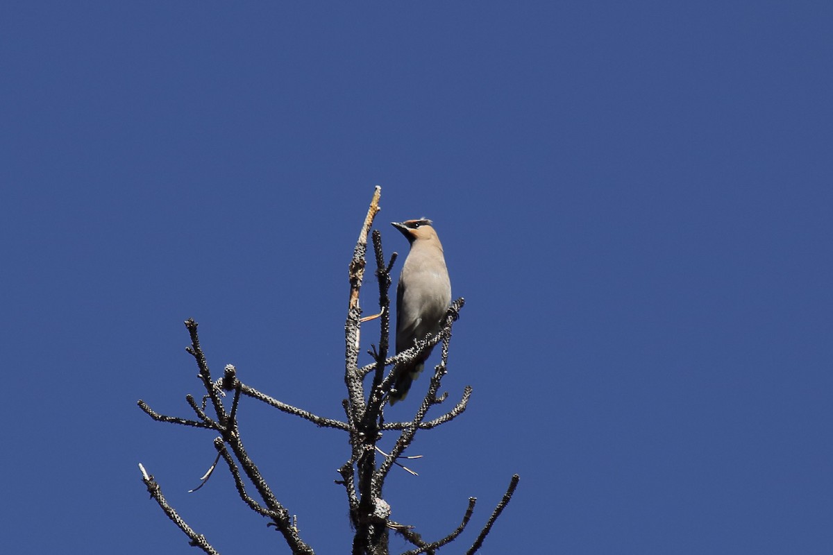 Bohemian Waxwing - ML645818816