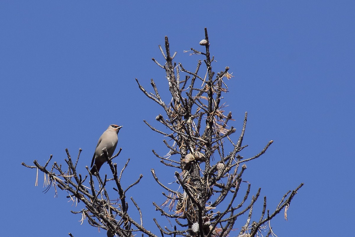 Bohemian Waxwing - ML645818817