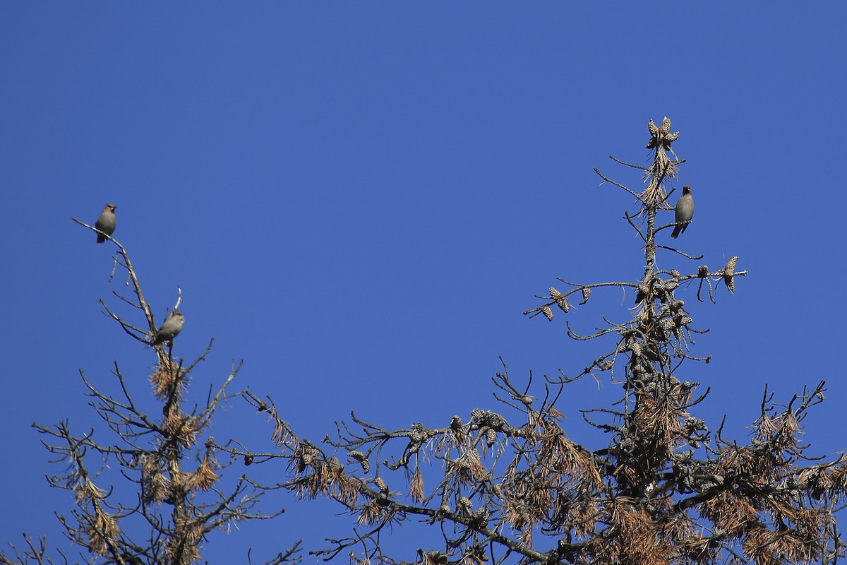 Bohemian Waxwing - ML645818818