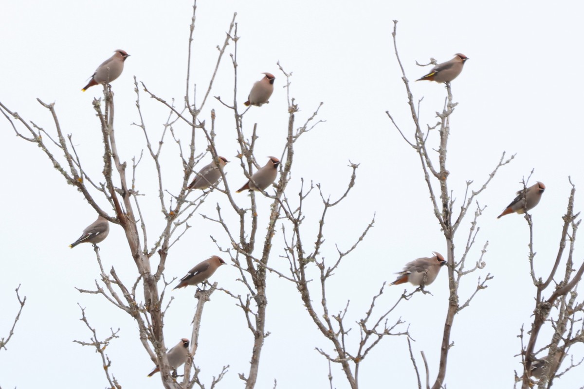 Bohemian Waxwing - ML645818832