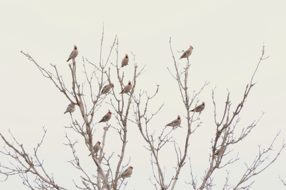 Bohemian Waxwing - ML645818833